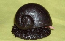 地球上唯一铁甲生物，普通的子弹根本不能打穿其外壳