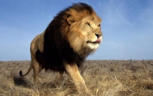 最大的雄狮辛巴,白色雄狮组成的雄狮联盟