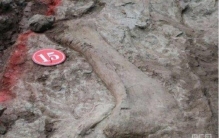 合川马门溪恐龙化石,马门溪龙在中国哪里发现的