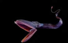 住在深海的外星生物有哪些,水底世界的外星生物