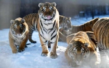 黑龙江省必去的五个景点：东北虎林园上榜，你去过几个？