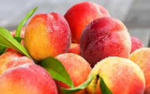 好吃的桃子品种有哪些？最受欢迎的十种桃子