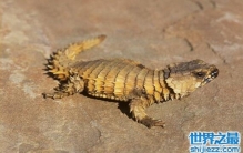 世界红色濒危动物南非犰狳蜥，与危险就圈成圆球