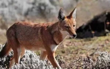 世界最大的十种淡水鱼排名 第三重600公斤,第六无水活24小时