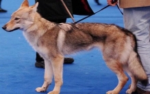 世界十大魔鬼鱼，石头鱼长的丑毒性强（虎鱼极具攻击性）