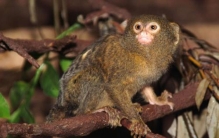 世界上最小的猴子多大,猴子最小的有多小