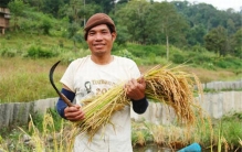 世界水稻产量排名 中国水稻产量第一印度次之