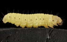 蜡虫吃塑料真假,白蜡虫危害特点