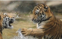 世界上最大的老虎和最大的狮子,世界上最大的老虎多少公斤