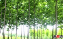 枪支拥有率最高的国家,也门满18岁就允许拥有枪支