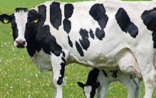 世界最高奶牛来自哪里 美国的布洛瑟姆（打破世界纪录）