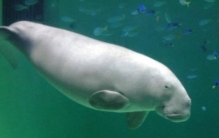 合浦儒艮自然保护区还有儒艮吗「功能性灭绝的儒艮」