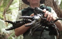 世界最大的淡水龙虾，最大可长到6公斤