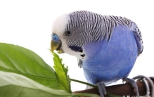 养鹦鹉最忌讳7件事,牡丹鹦鹉黄配蓝是大忌吗