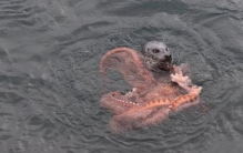 沼泽章鱼是真的还是假的,沼泽章鱼是真的吗