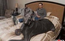 世界上最高大的狗，大丹狗大乔治(直立身高2.2米比肩姚明)