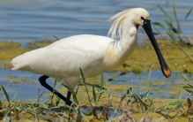 白琵鹭，世界上嘴最长的鹭（嘴巴长达22厘米）