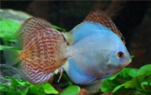 世界最美丽的水生动物 这些动物颜值很高相当美丽