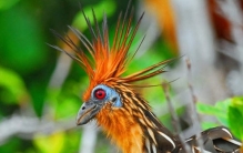 世界上最奇异的十种鸟类 第七能活90岁,第一只吃树叶为生