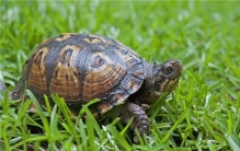 世界上跑得最快的乌龟是什么 南非豹纹陆龟最快的速度能有多少