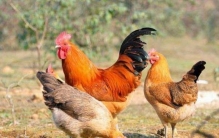 世界上有四米高的鸡「能长7斤左右的鸡好吃吗」