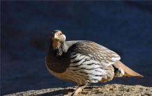 为什么没人养天山雪鸡 人们不养天山雪鸡的原因是什么