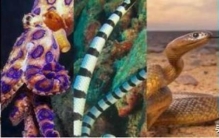 比眼镜蛇毒性高100倍,全球毒性最强的十大生物