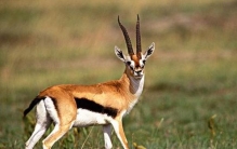 世界上速度最快的动物排行 五种 (猎豹排第二 比人类快三陪)