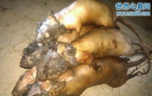 老鼠肉冒充羊肉，老鼠肉能不能吃(致人死亡)