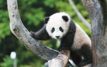 大熊猫为什么是国宝?!,大熊猫为什么被称为国宝的原因