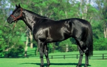 世界上跑得最快的马是什么 英国纯血马（保持世界纪录）