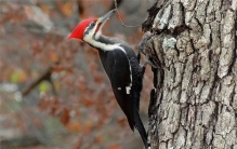 舌头从鼻孔出 每天啄木五六百次 啄木鸟的嘴不疼吗