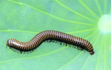 世界上最大的节肢动物 巨型马陆（外形像蜈蚣很是厉害）