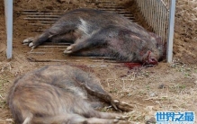 观日本猎杀变异野猪事件，猎杀场面你一定不想看