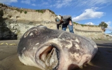 美国海滩出现怪兽鱼,老外捡到巨型怪鱼