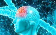 为什么每个人的聪明程度不同  是大脑决定的   还是另有原因