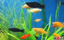 世界上10只最大的活鸟 第九腿短跑得快,第二寿命长达50年