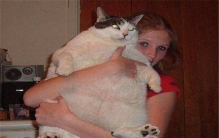 世界上最胖最重的猫 23公斤重的俄罗斯凯蒂（一直减肥）