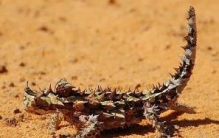 世界上最怪异的蜥蜴，具有枯叶拟态