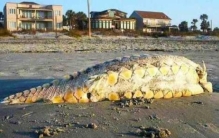 8种奇特海滩怪兽难道是外星人吗,海滩上的神秘怪兽