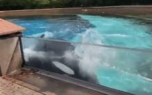 世界上最孤独鲸鱼失去5个孩子后独居反复头撞围栏专家人工圈养压力所致