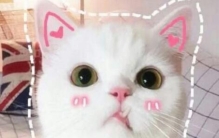 卖萌表情包大全，史上最萌表情包(心都萌化了)