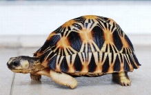 移动速度最快的蛇：黑曼巴蛇，冲刺时速高达14-20公里