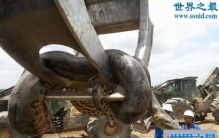 世界上最重的蛇，巴西炸出重1吨长10米巨蟒(视频)