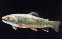 食用冷水鱼品种有哪些主要分布在哪些地区域,淡水冷水鱼有哪些