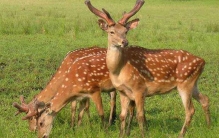 世界上最奇葩的水果猫屎瓜 看起来像猫屎却清甜无比