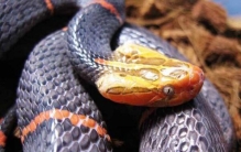 目前世界上最小的鱼是什么鱼?重1毫克(不足手指大小)