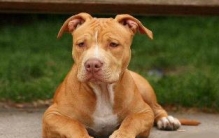 最凶猛的狗，比特犬可持续打斗两个小时(80千克咬合力)