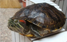 世界上最大的乌龟 巴西龟,身体长度可达30cm