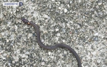 韶关常见蛇类,广东韶关始兴南山省级自然保护区